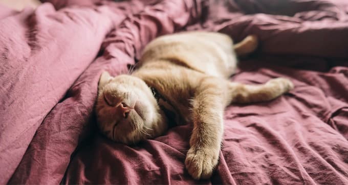 Lazy Loading in Angular — A Beginner’s Guide